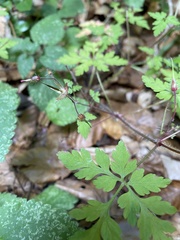 Geranium robertianum