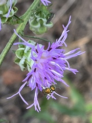 Augochlora pura