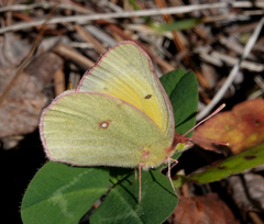 Colias christina