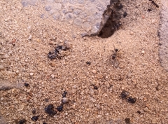 Formica cinerea