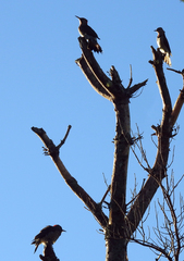 Colaptes auratus