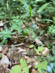 Geranium robertianum