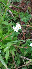Myosotis scorpioides