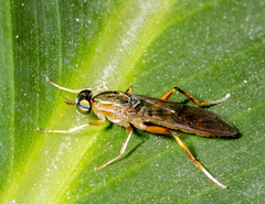 Merosargus
