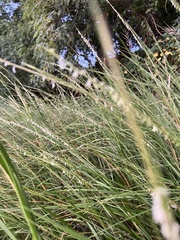 Sporobolus alterniflorus