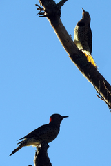 Colaptes auratus