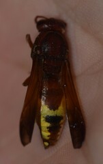 Rhynchium oculatum