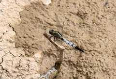 Orthetrum albistylum