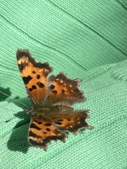 Polygonia gracilis