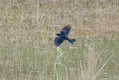 Dicrurus hottentottus