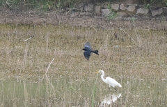 Dicrurus hottentottus