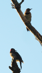 Colaptes auratus
