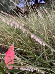 Sporobolus alterniflorus