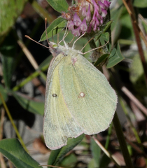 Colias christina