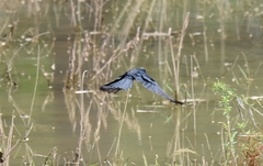 Dicrurus hottentottus