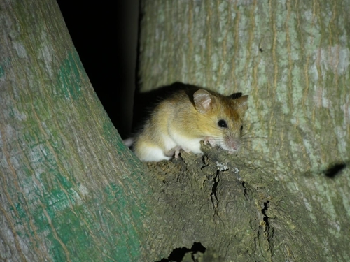 Nilgiri Vandeleuria