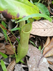 Nepenthes mirabilis