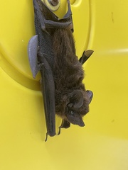 Peropteryx kappleri