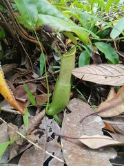 Nepenthes mirabilis