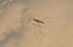 Aquarius paludum paludum