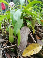 Nepenthes mirabilis