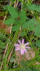 Mimosa microphylla