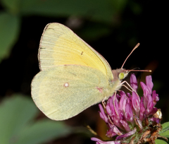 Colias christina