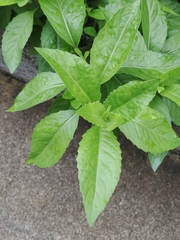 Gynura divaricata