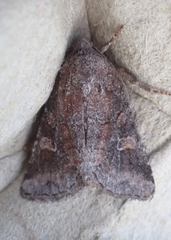 Lacinipolia meditata