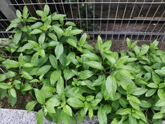 Gynura divaricata