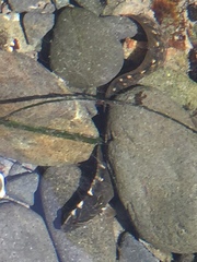 Cebidichthys violaceus