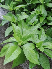 Gynura divaricata