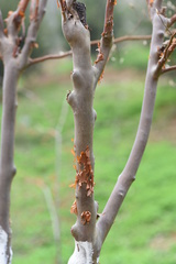 Stewartia sinensis