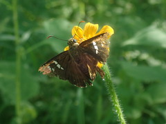 Apyrrothrix araxes