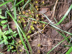Drosera planchonii