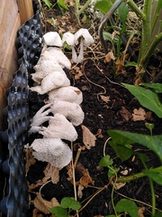 Leucocoprinus