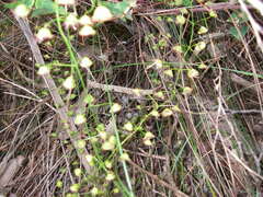 Drosera planchonii