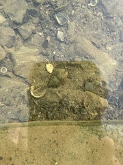 Cipangopaludina chinensis