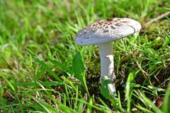 Amanita excelsa