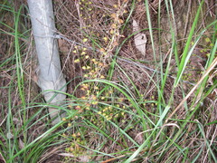 Drosera planchonii