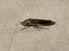 Homalodisca liturata