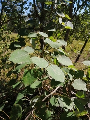 Populus tremula