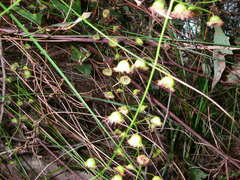 Drosera planchonii