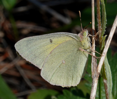 Colias christina