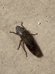 Homalodisca liturata