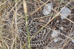 Vipera ursinii