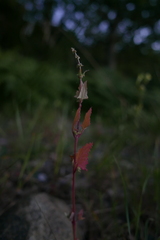 Atriplex prostrata