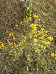 Jacobaea