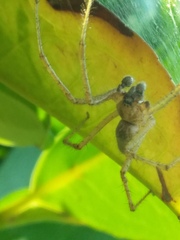 Allagelena gracilens