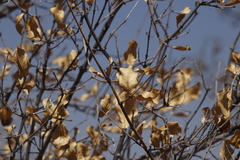 Combretum